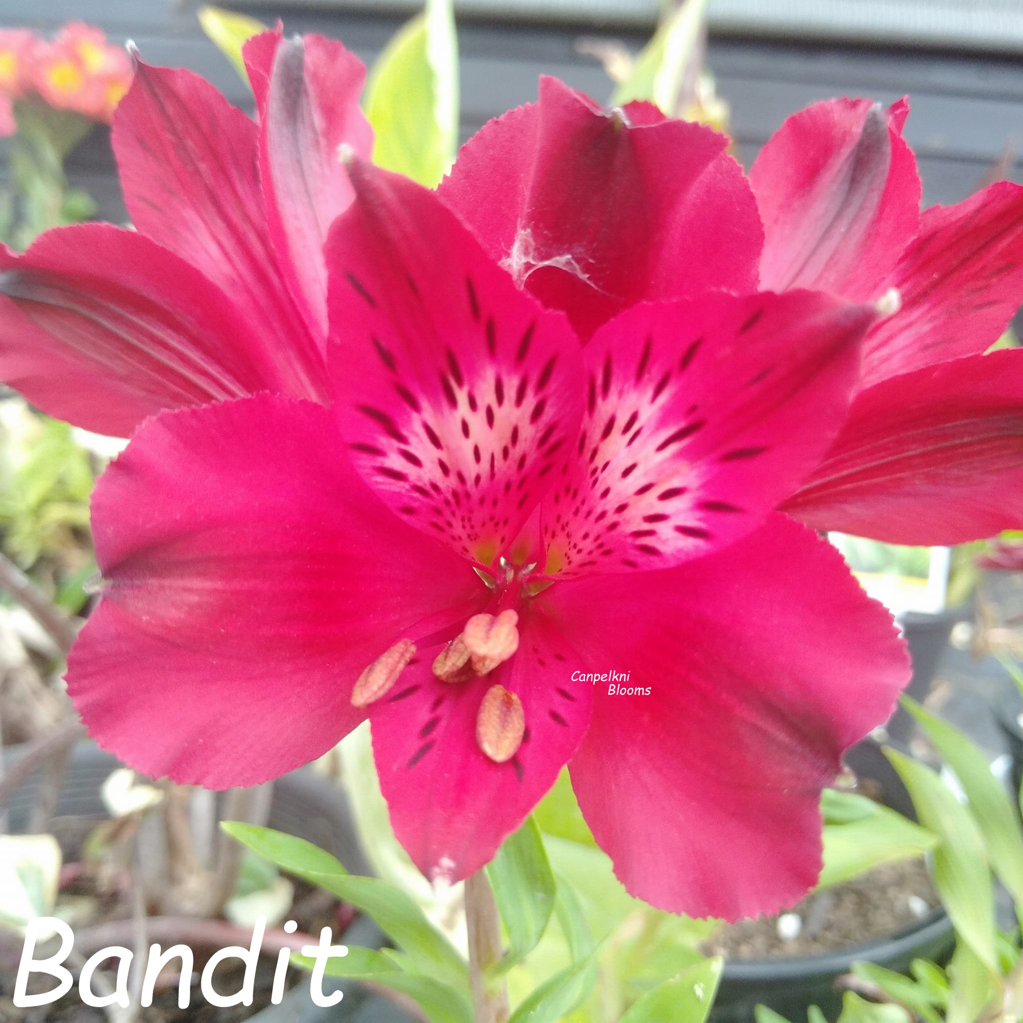 Alstroemeria Bandit