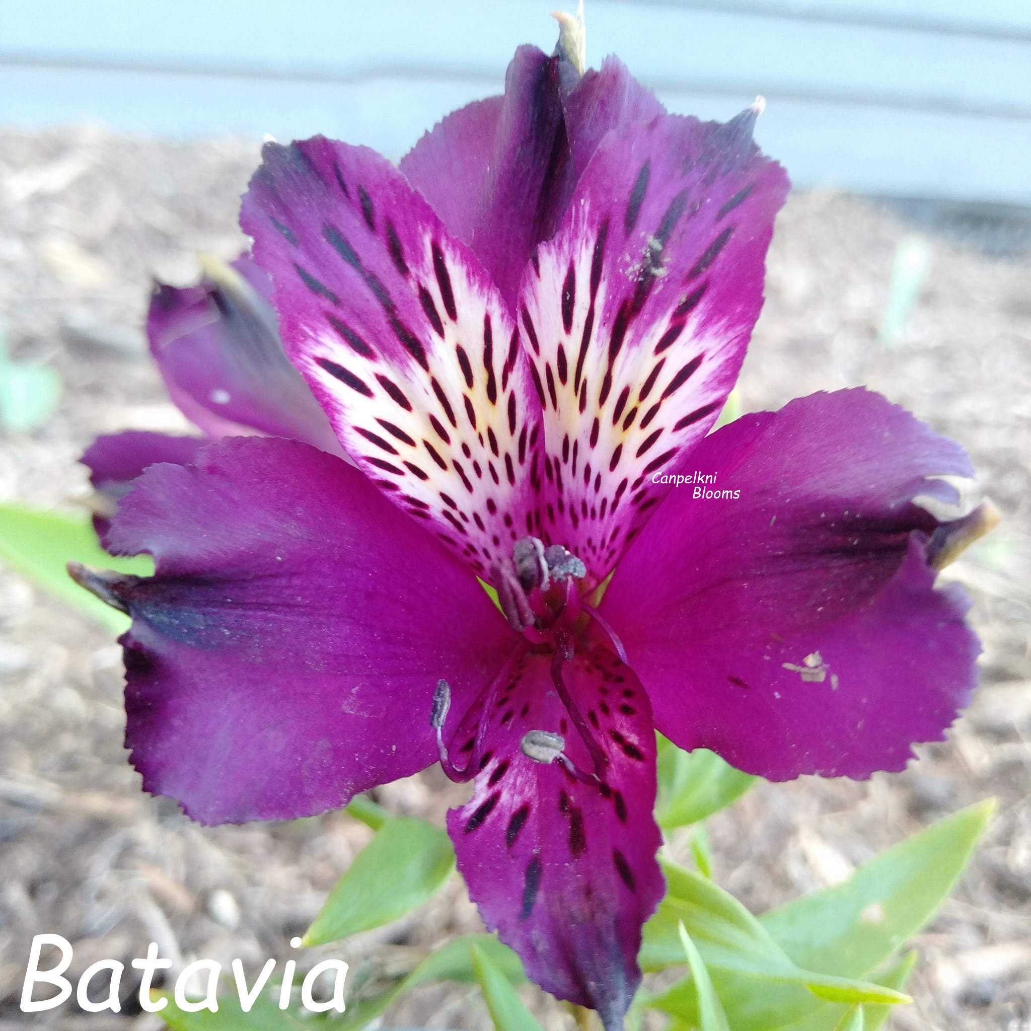 Alstroemeria Batavia