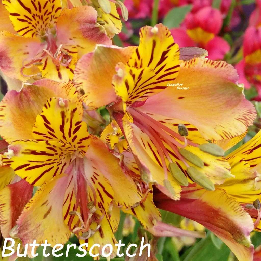 Alstroemeria Butterscotch