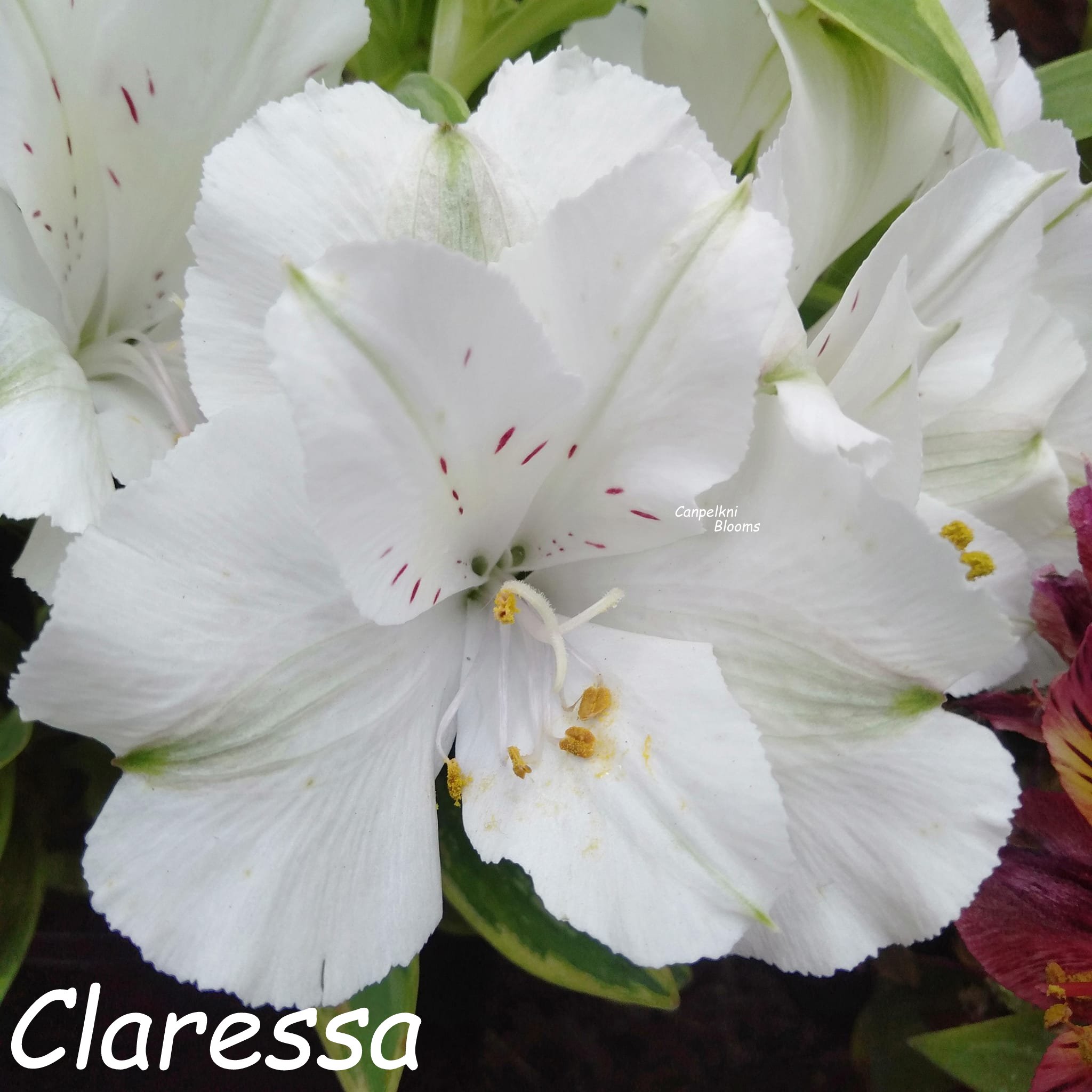 Alstroemeria Claressa