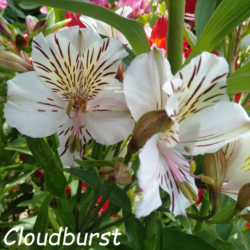 Alstroemeria Cloudburst