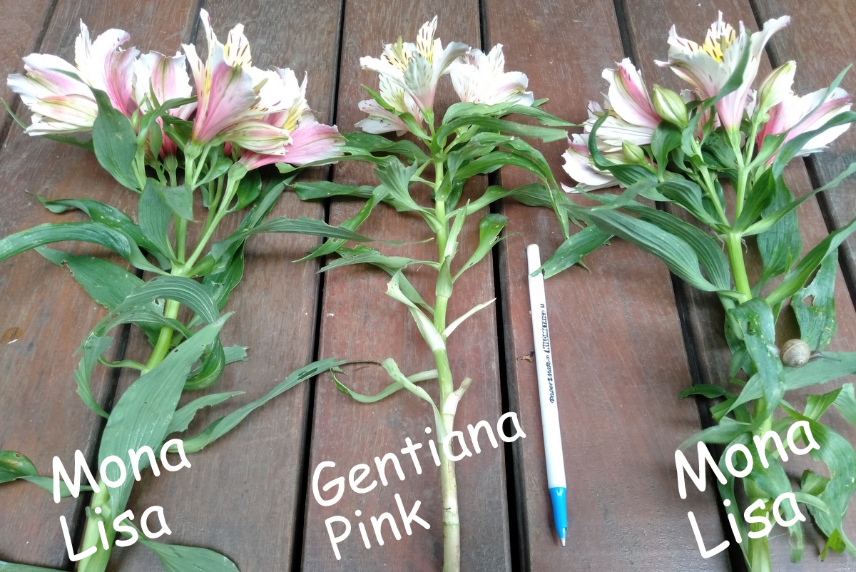 Alstroemeria Mona Lisa and Gentiana Pink