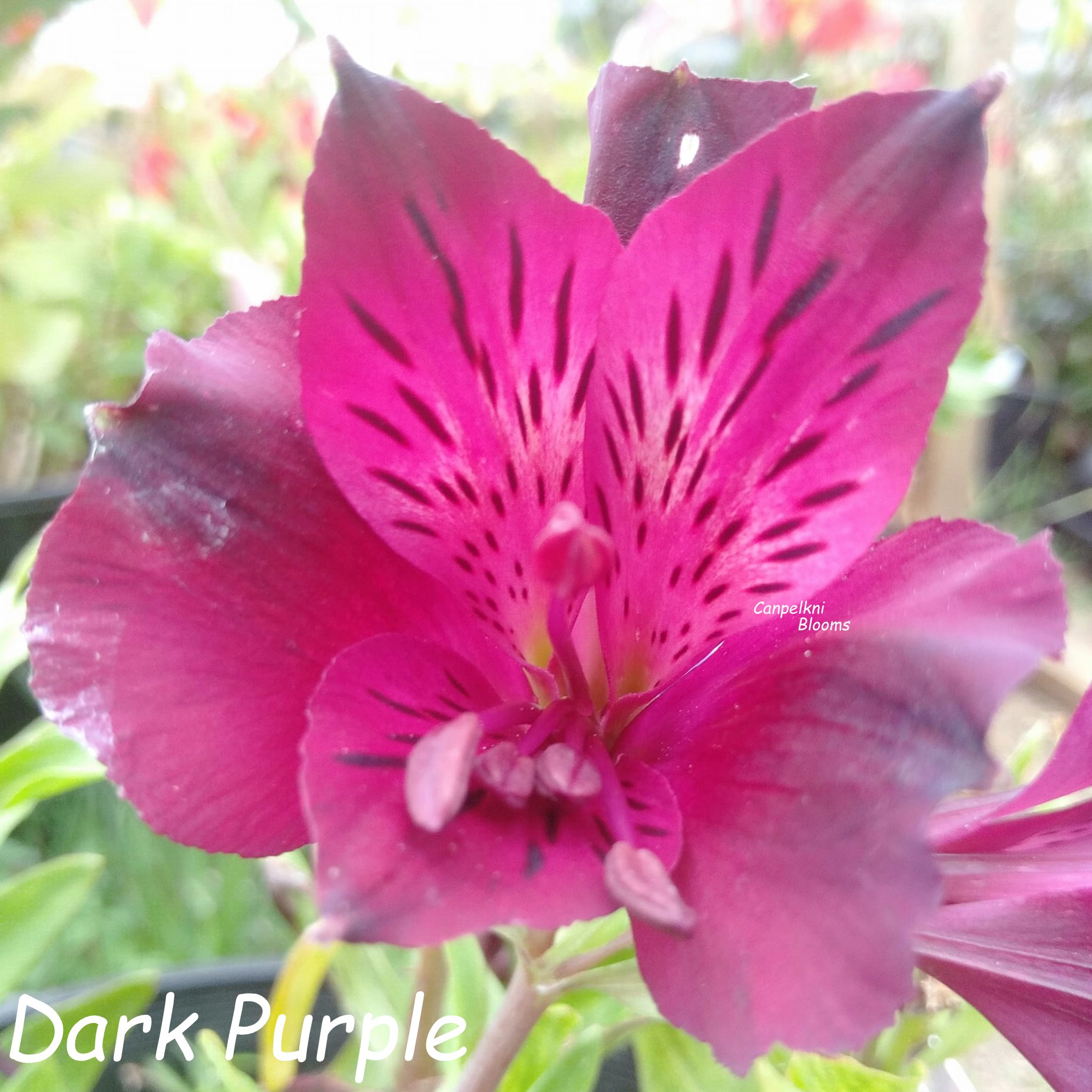 Alstroemeria Dark Purple