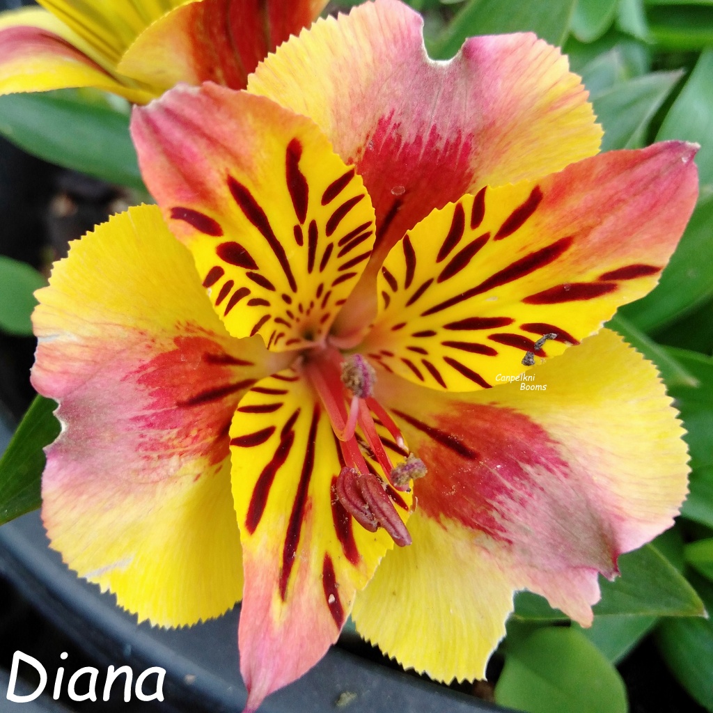 Alstroemeria Diana