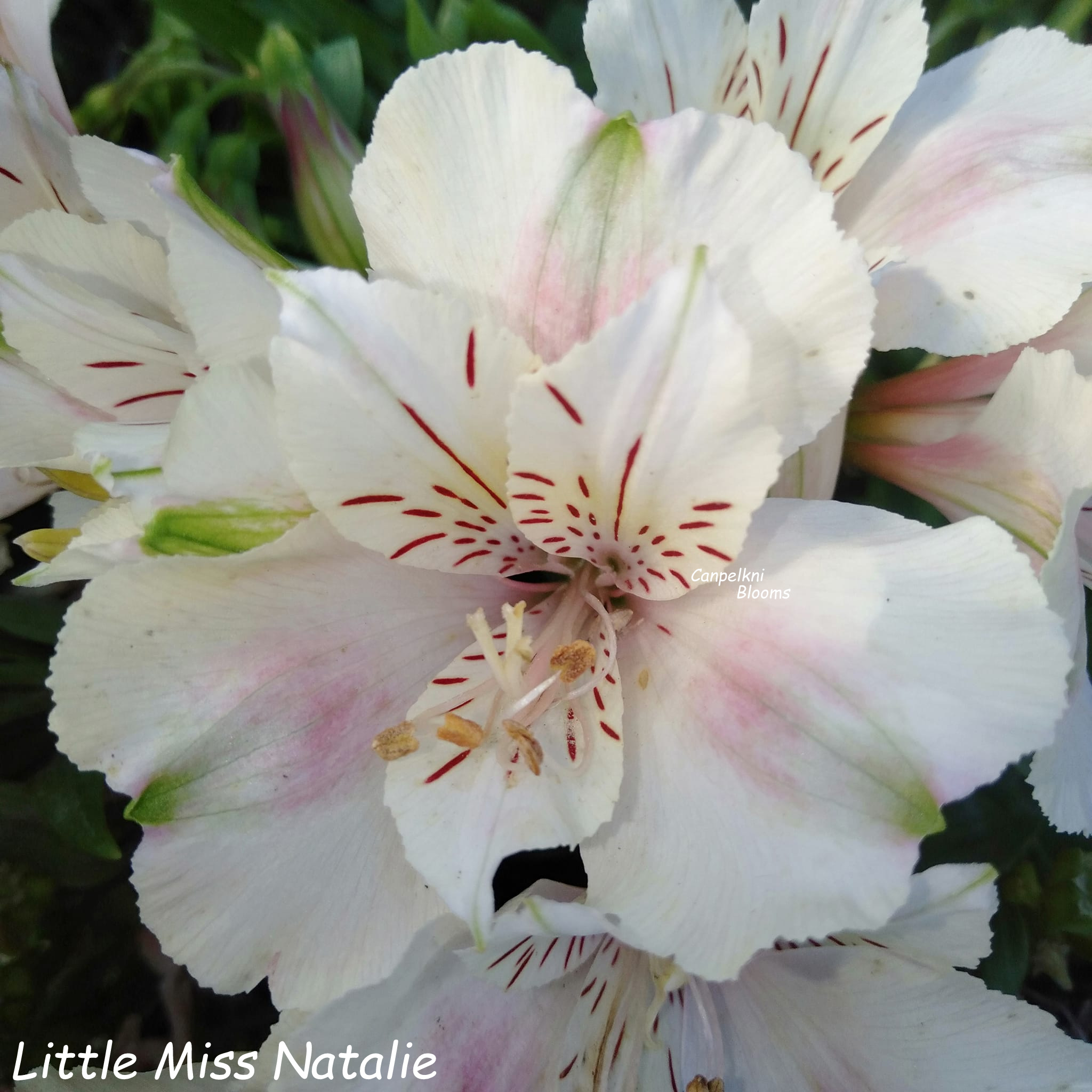 Alstroemeria Little Miss Natalie