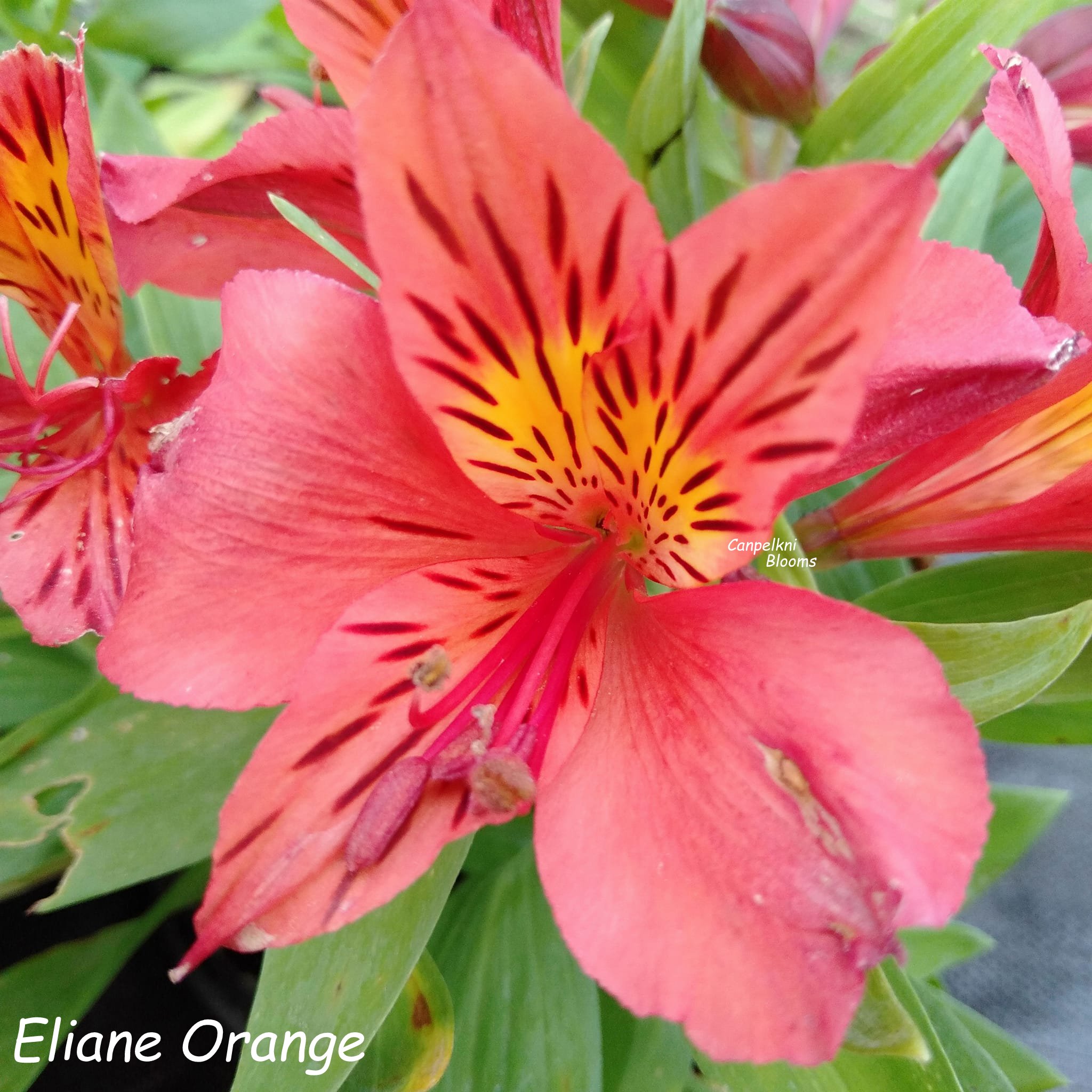 Alstroemeria Eliane Orange