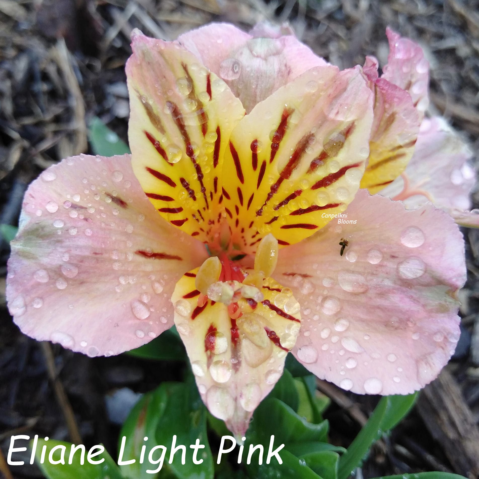 Alstroemeria Eliane Light Pink