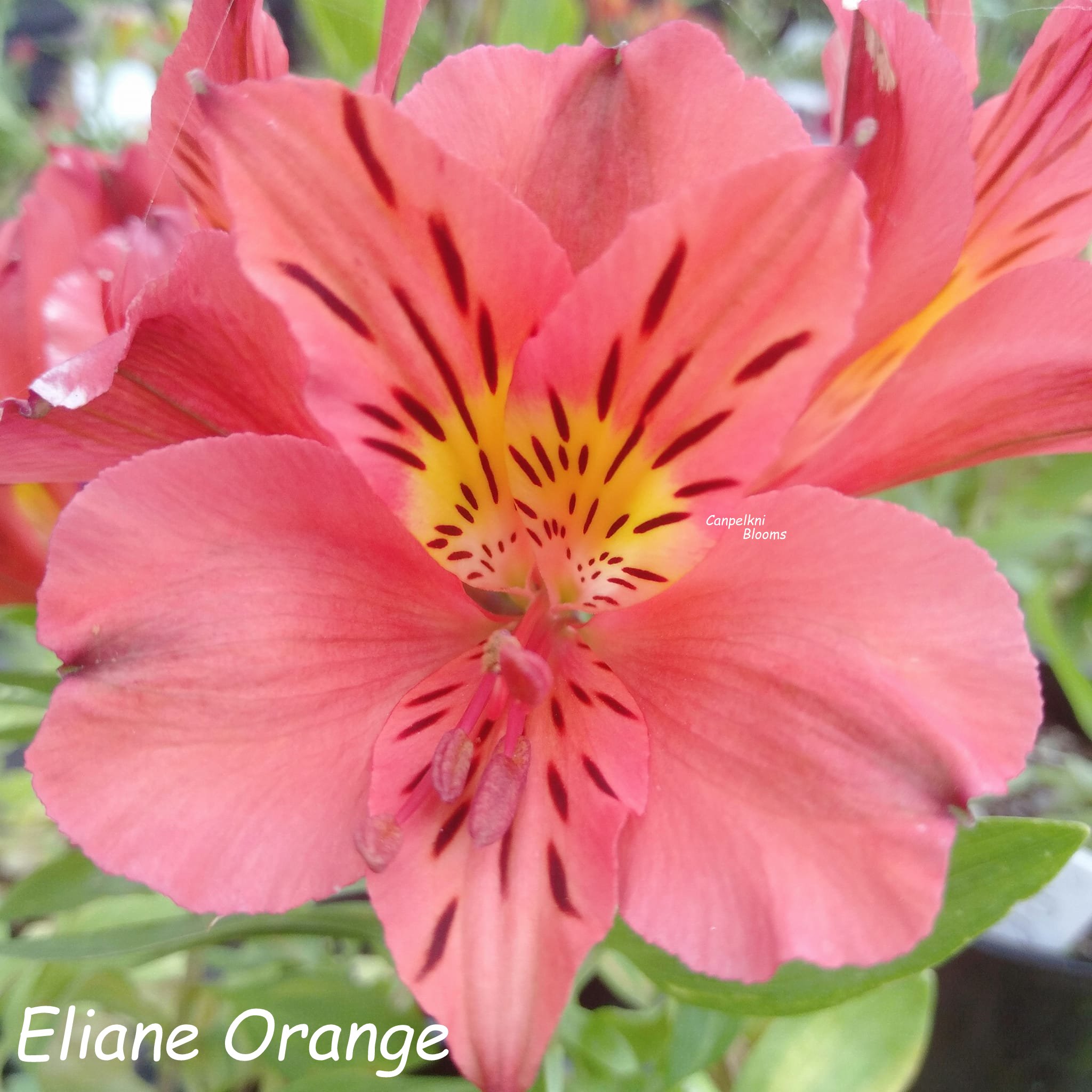 Alstroemeria Eliane Orange