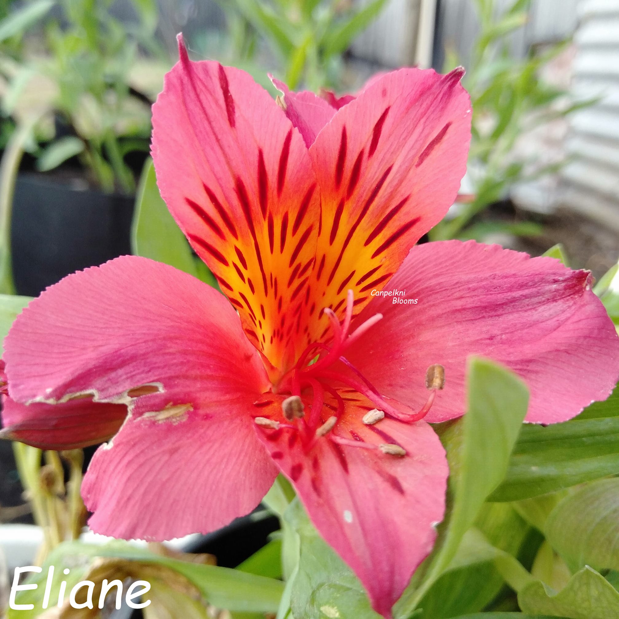 Alstroemeria Eliane