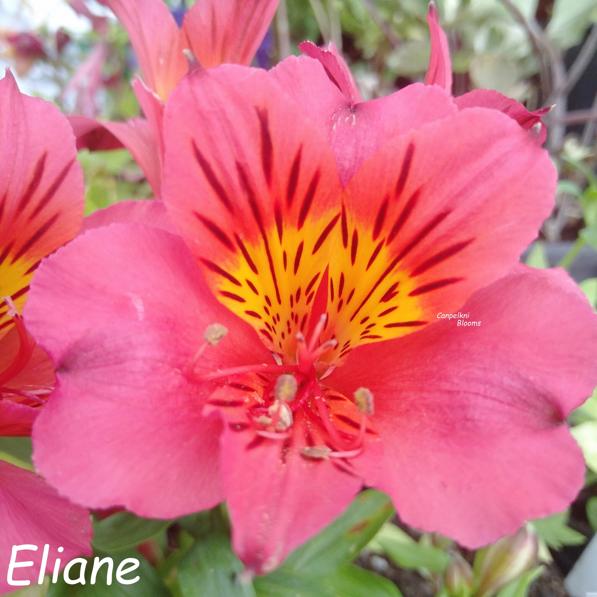 Alstroemeria Eliane