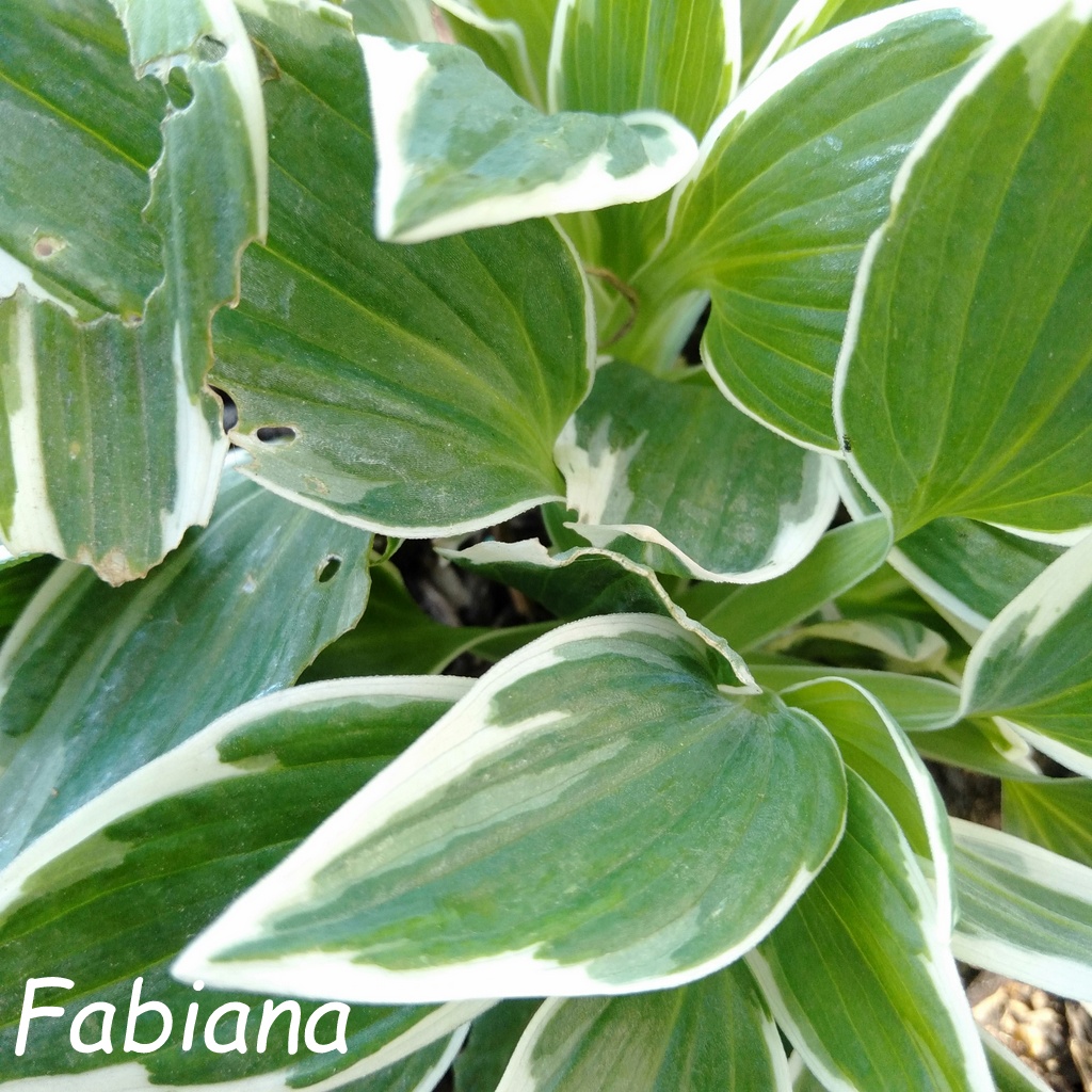 Alstroemeria Fabiana Foliage