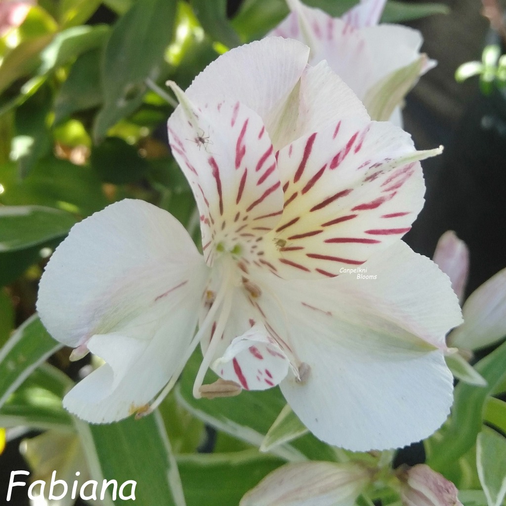 Alstroemeria Fabiana