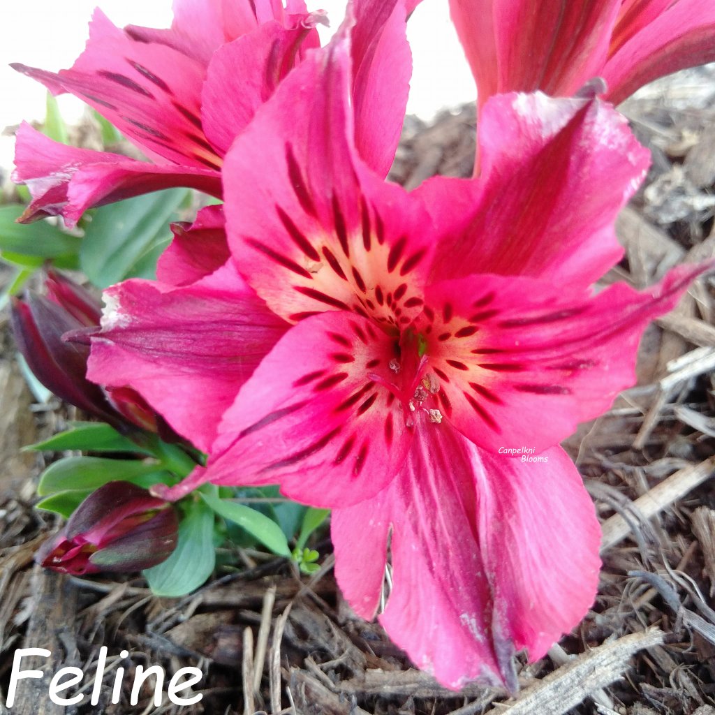 Alstroemeria Feline