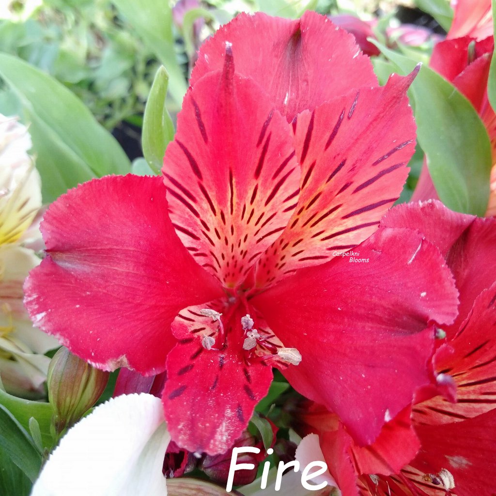 Alstroemeria Fire