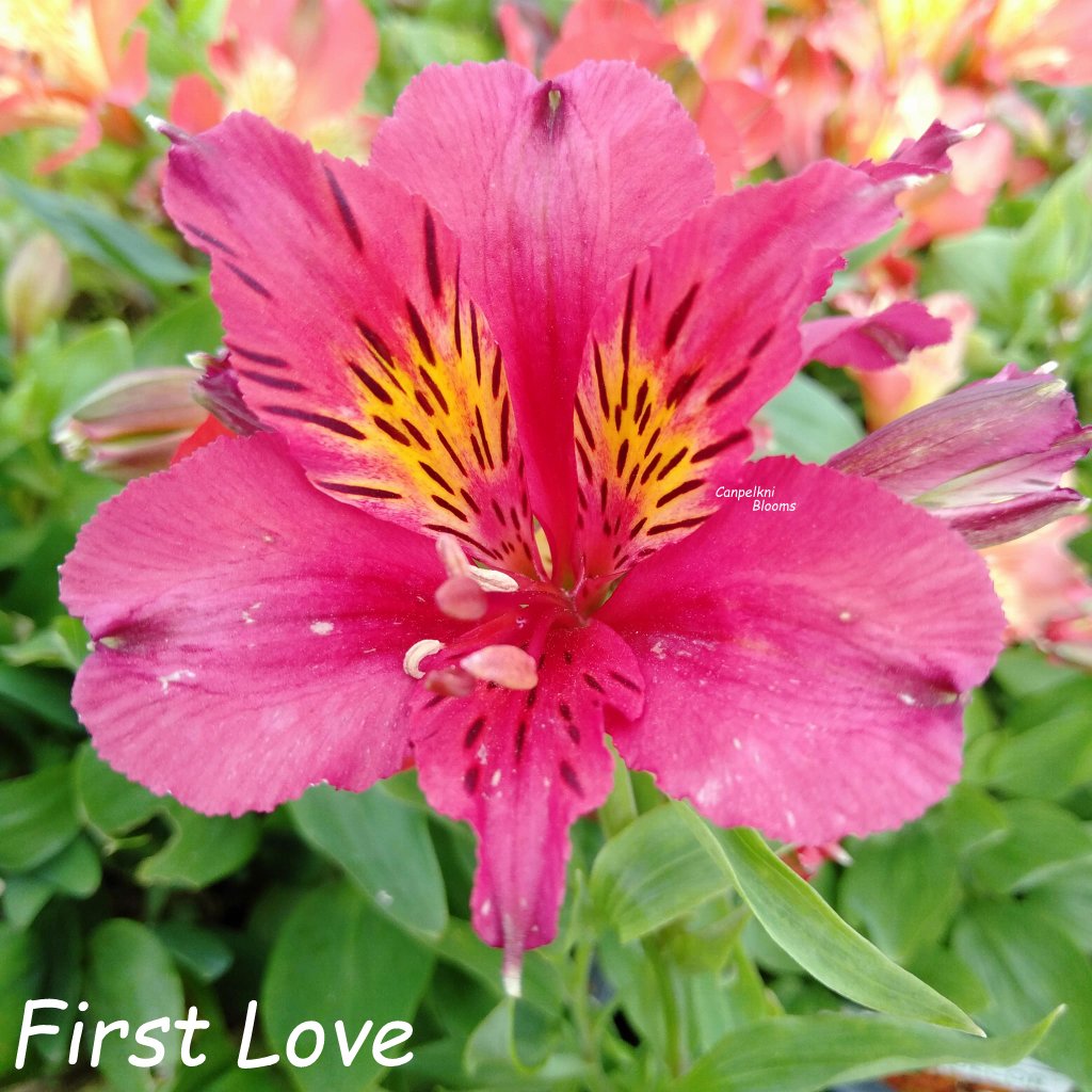 Alstroemeria First Love