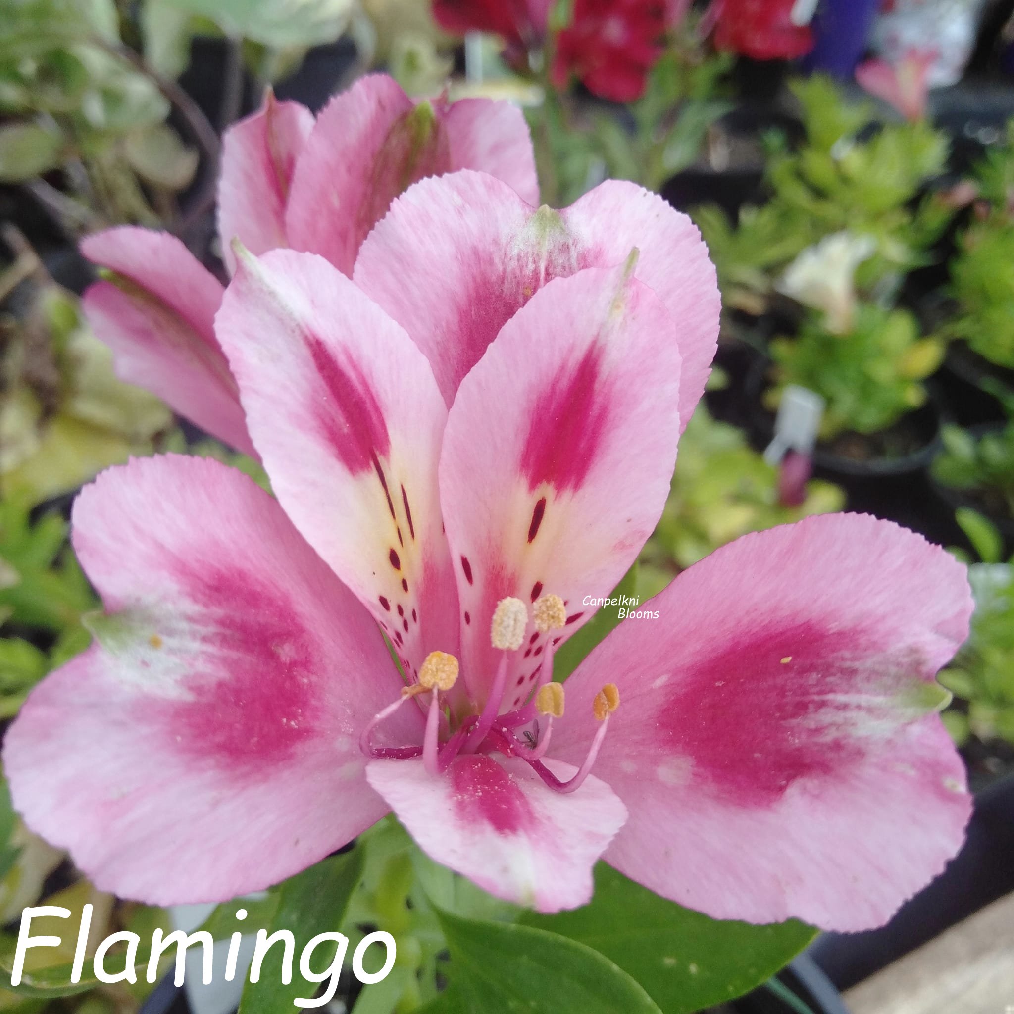 Alstroemeria Flamingo