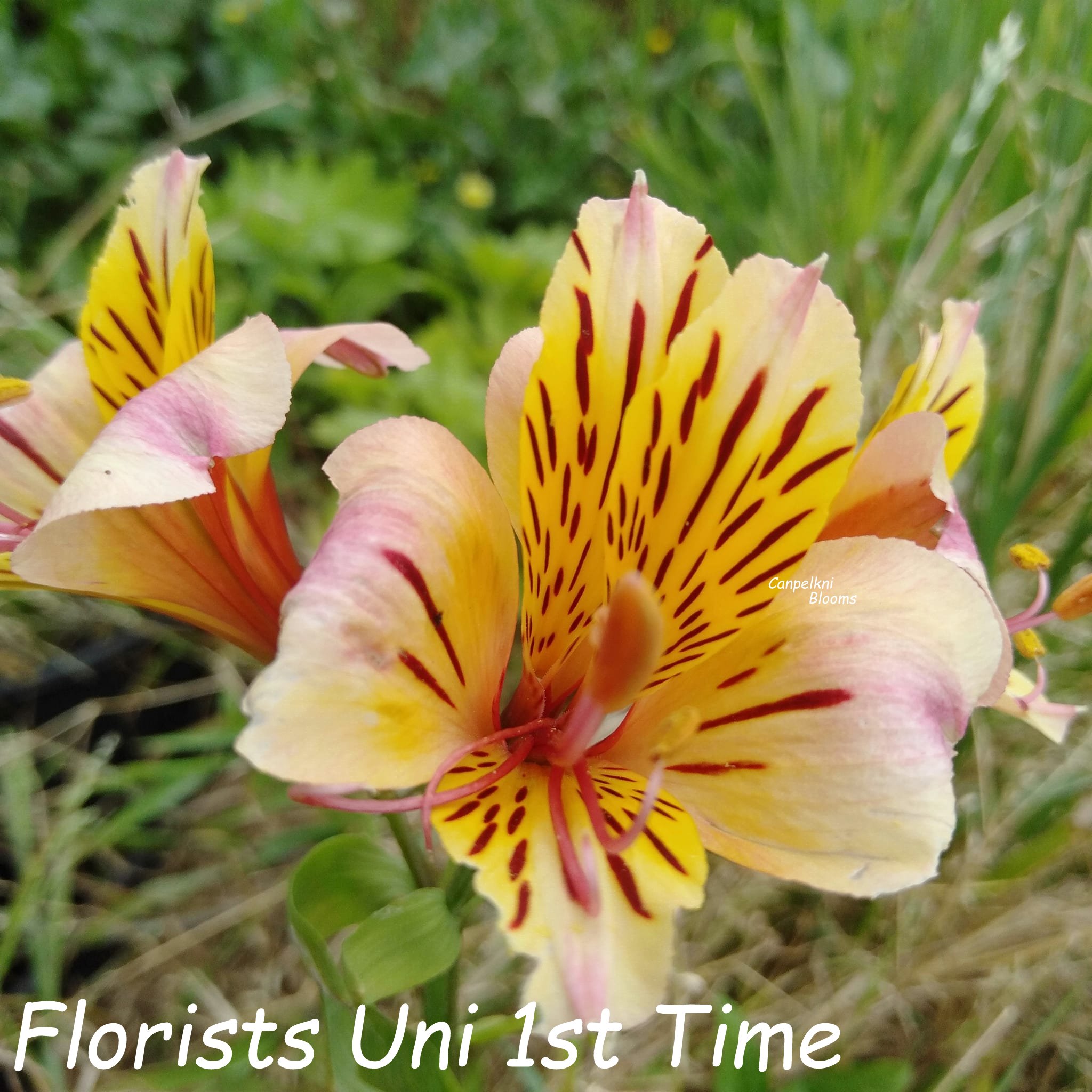 Alstroemeria Florists Uni 1st Time