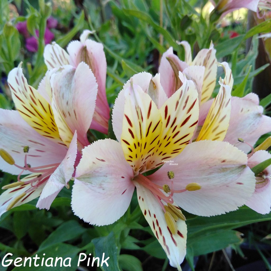 Alstroemeria Gentiana Pink