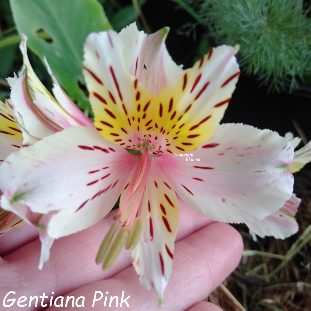 Alstroemeria Gentiana Pink