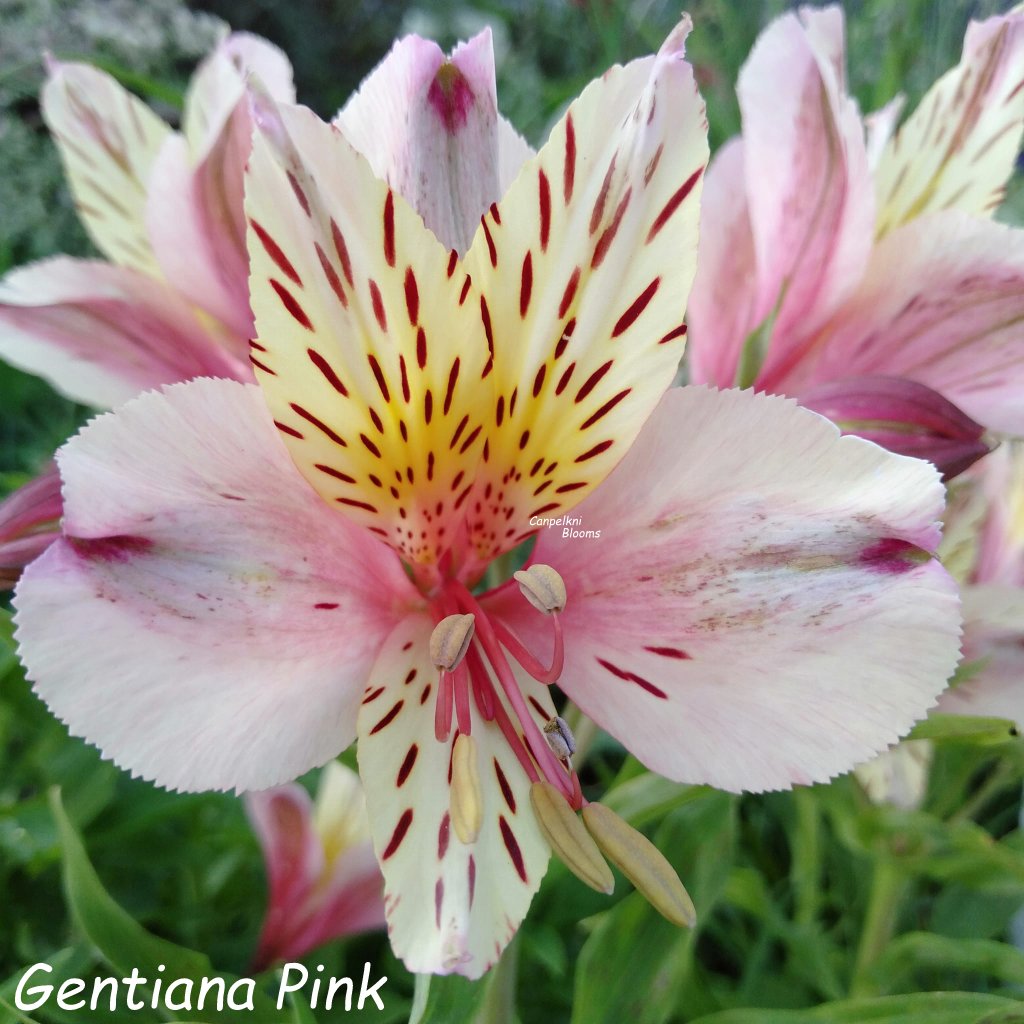 Alstroemeria Gentiana Pink