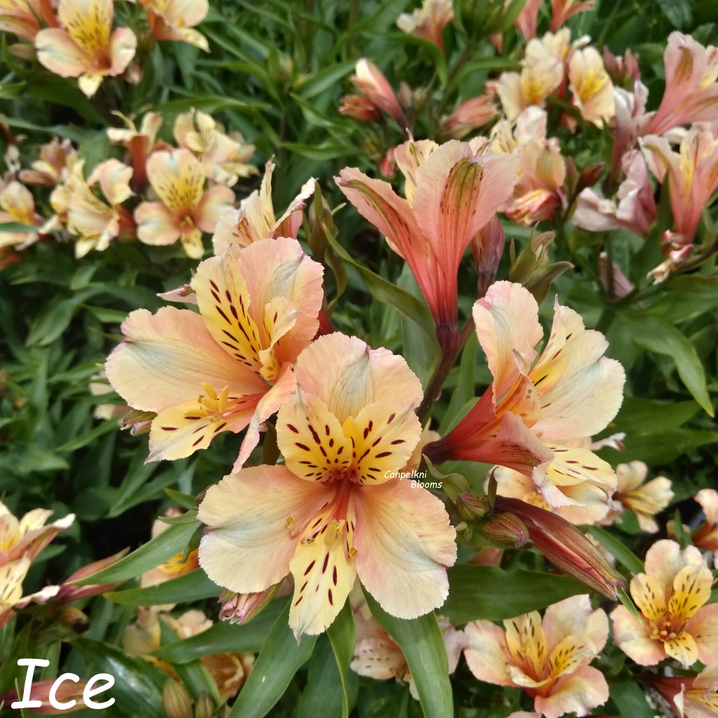 Alstroemeria Ice