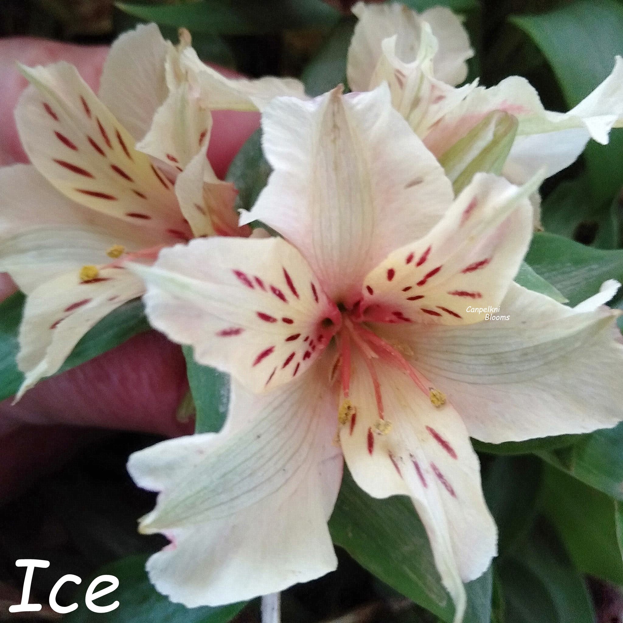 Alstroemeria Ice