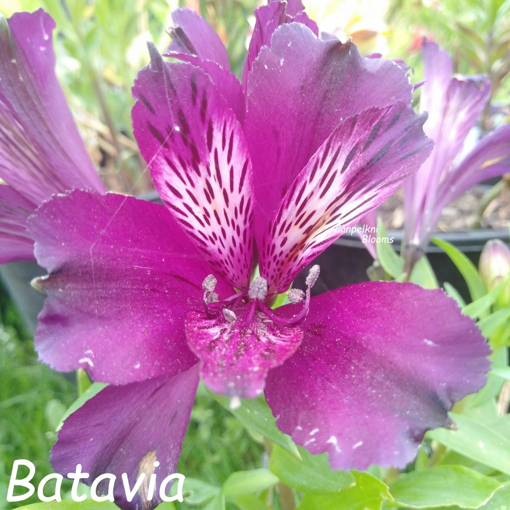 Alstroemeria Batavia