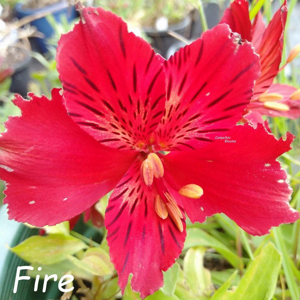 Alstroemeria Fire