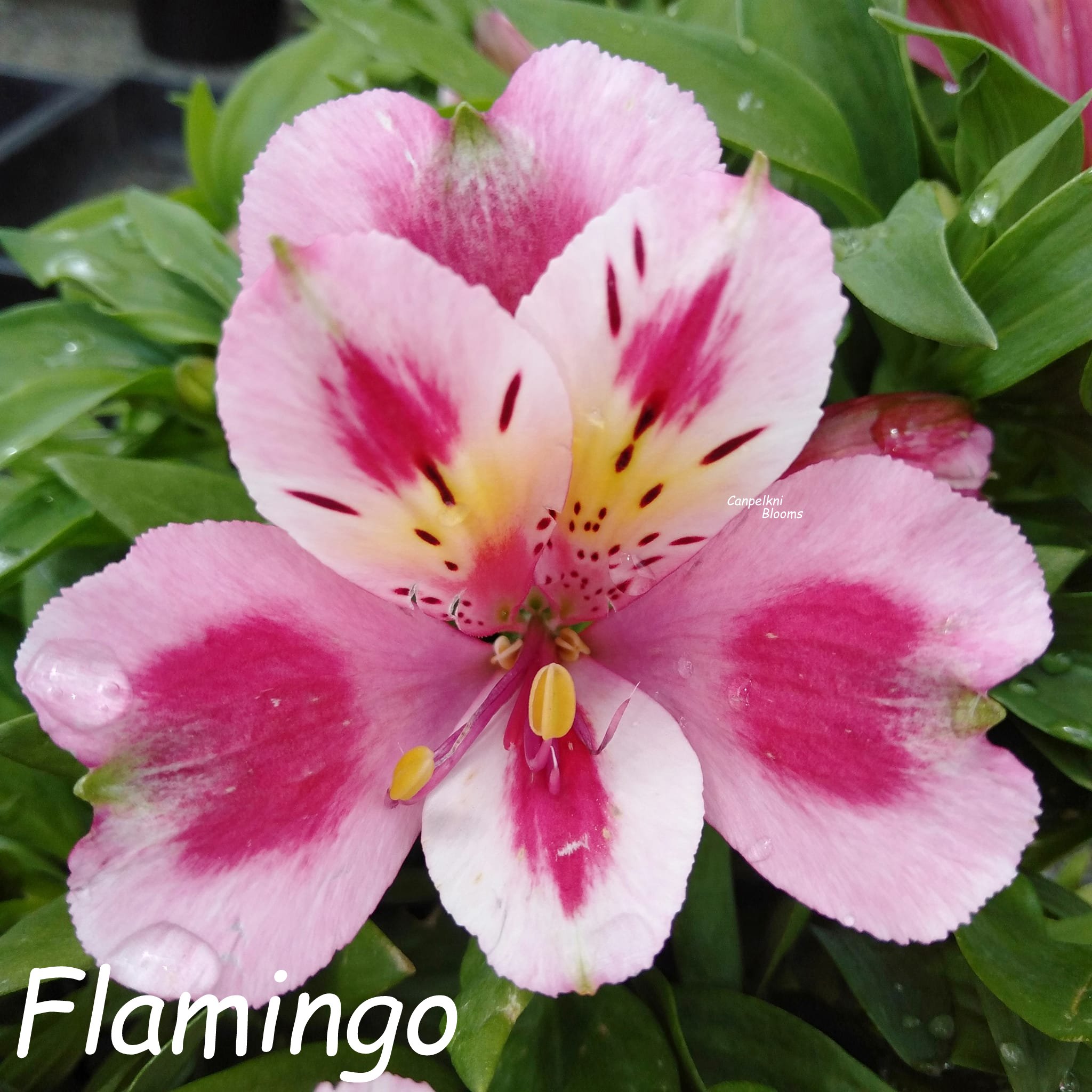 Alstroemeria Flamingo