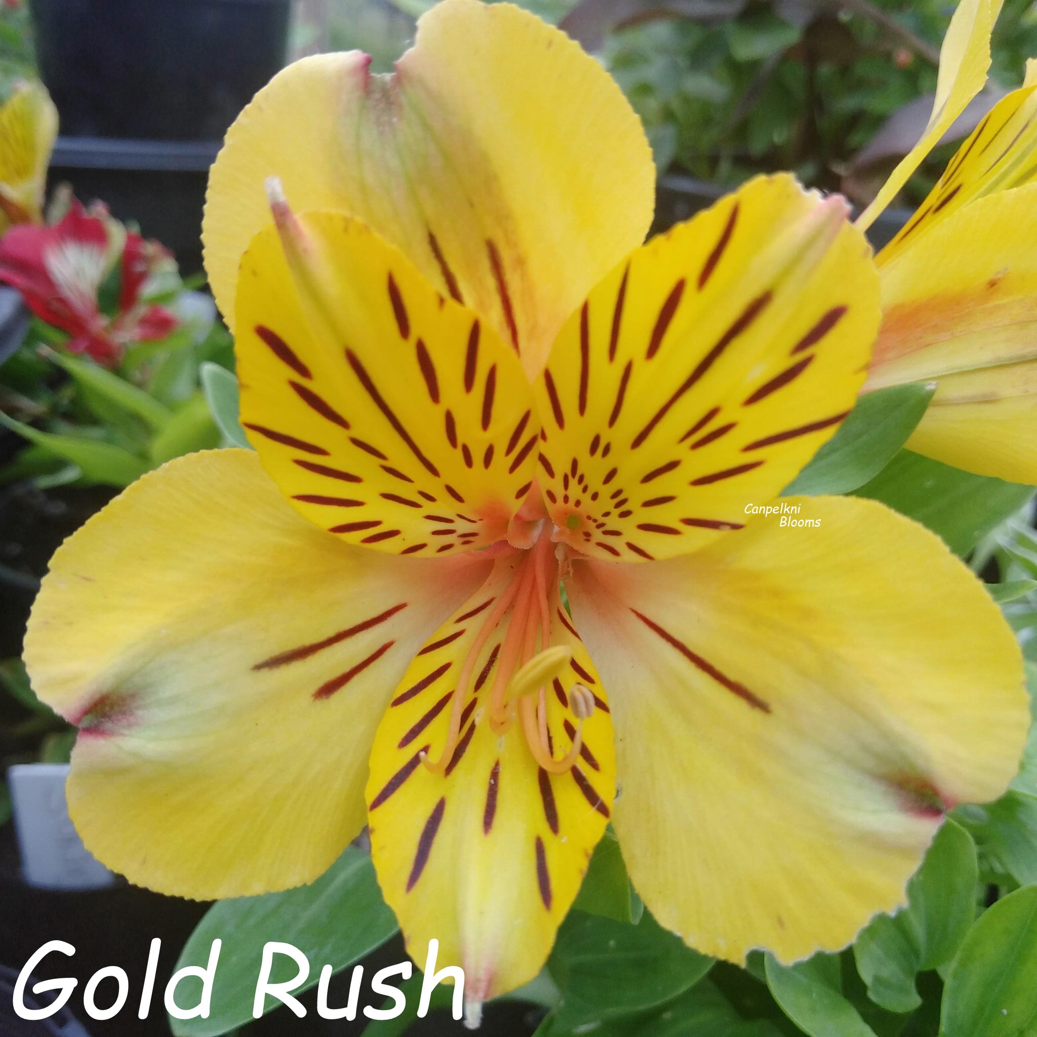 Alstroemeria Gold Rush