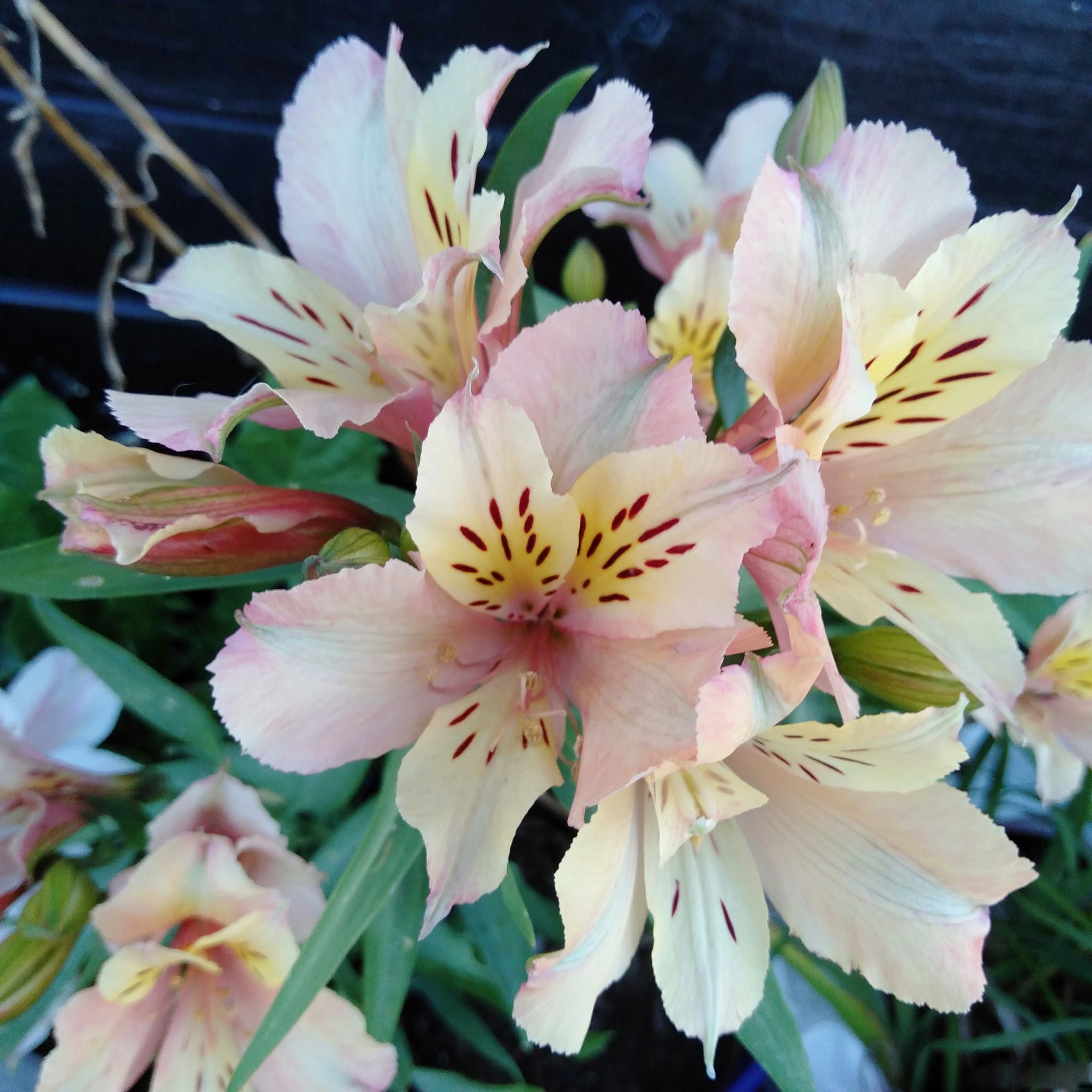 Alstroemeria Ice