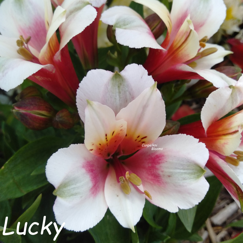 Alstroemeria Lucky