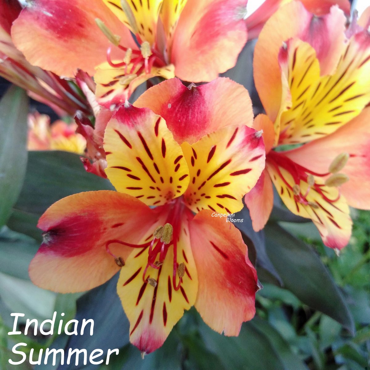 Alstroemeria Indian Summer