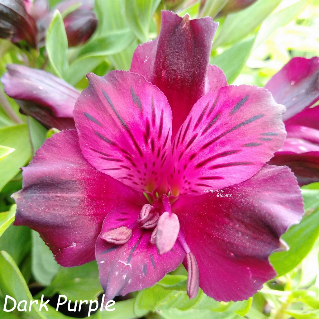 Alstroemeria Dark Purple