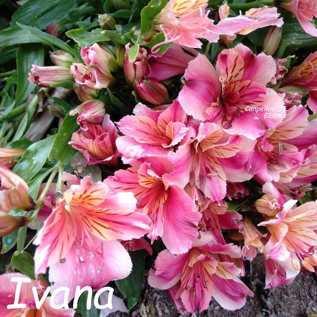 Alstroemeria Ivana