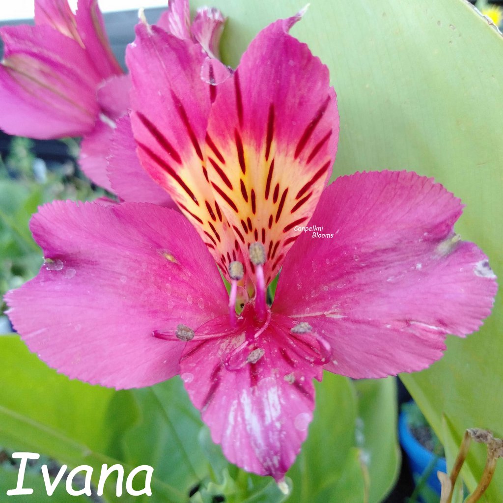 Alstroemeria Ivana