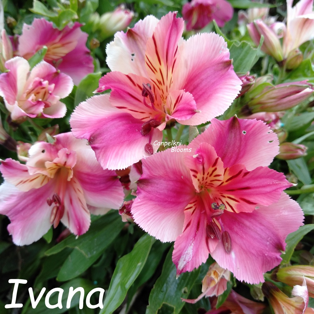 Alstroemeria Ivana