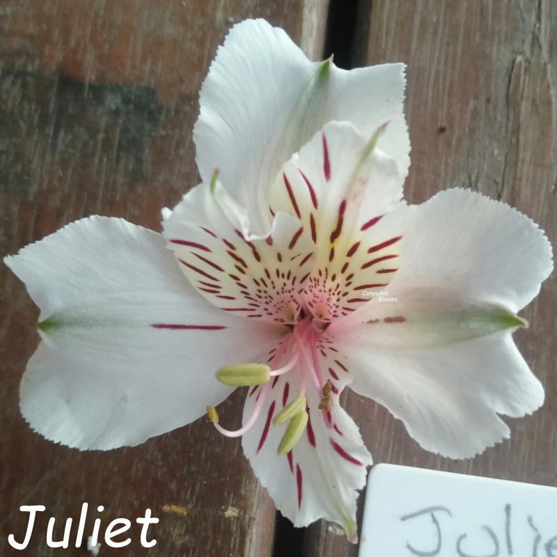 Alstroemeria Juliet