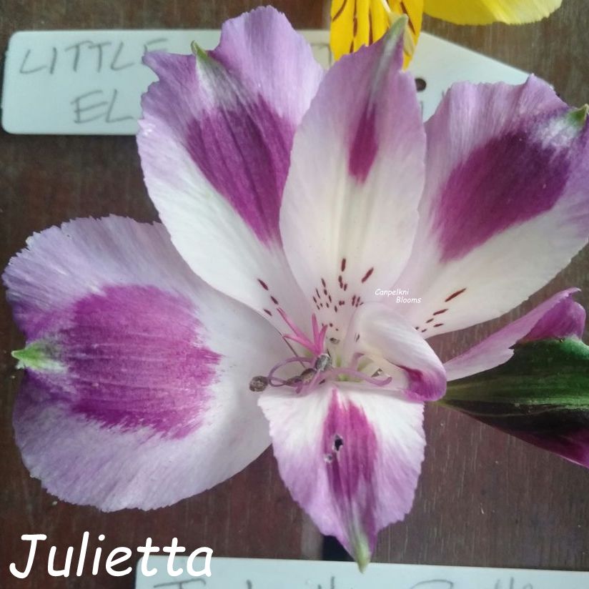 Alstroemeria Julietta