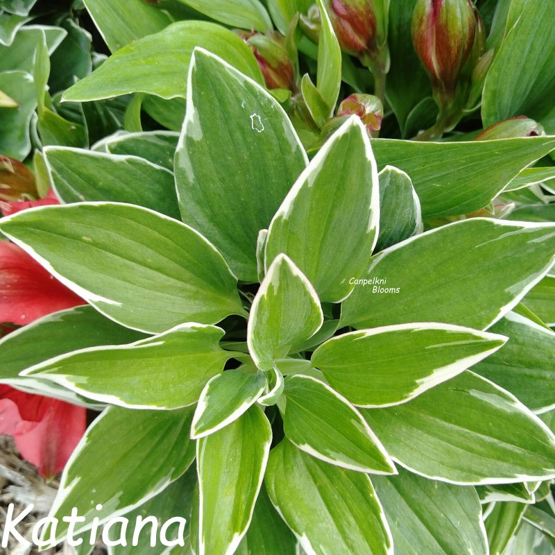 Alstroemeria Katiana