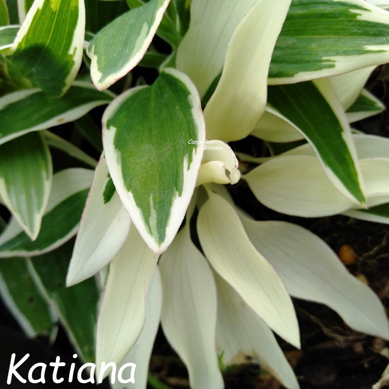 Alstroemeria Katiana