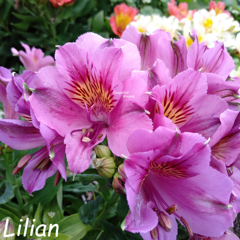 Alstroemeria Lilian