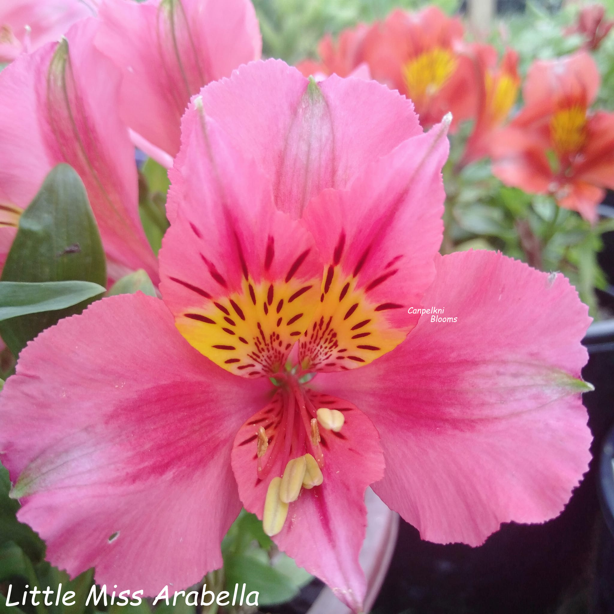 Alstroemeria Little Miss Arabella