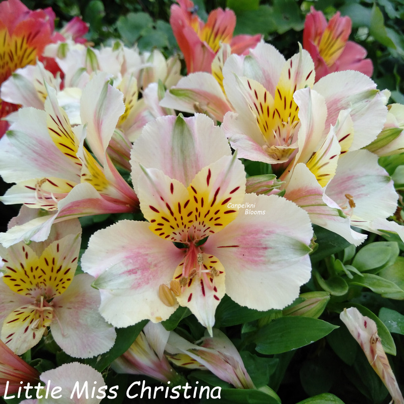 Alstroemeria Little Miss Christina