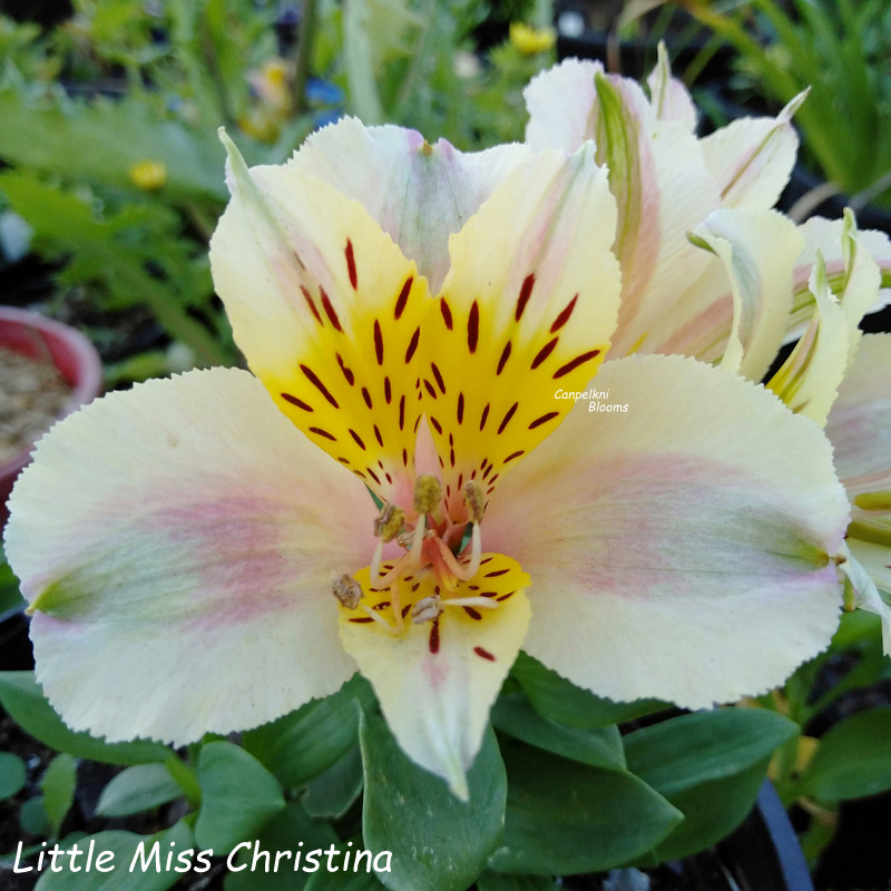 Alstroemeria Little Miss Christina