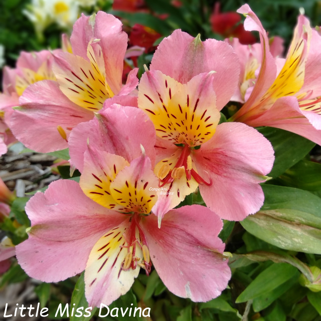 Alstroemeria Little Miss Davina