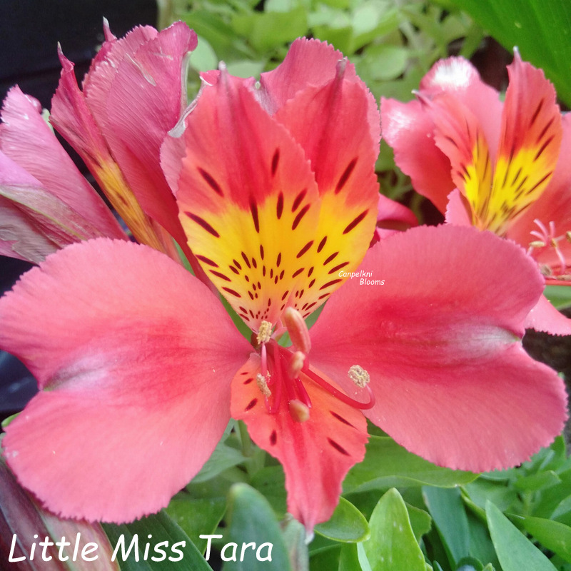 Alstroemeria Little Miss Tara