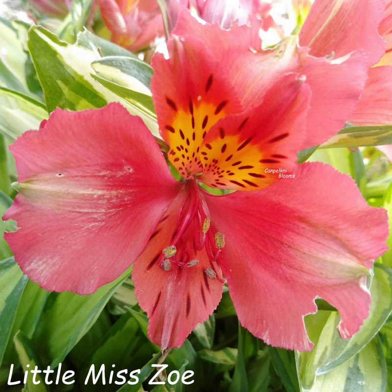 Alstroemeria Little Miss Zoe