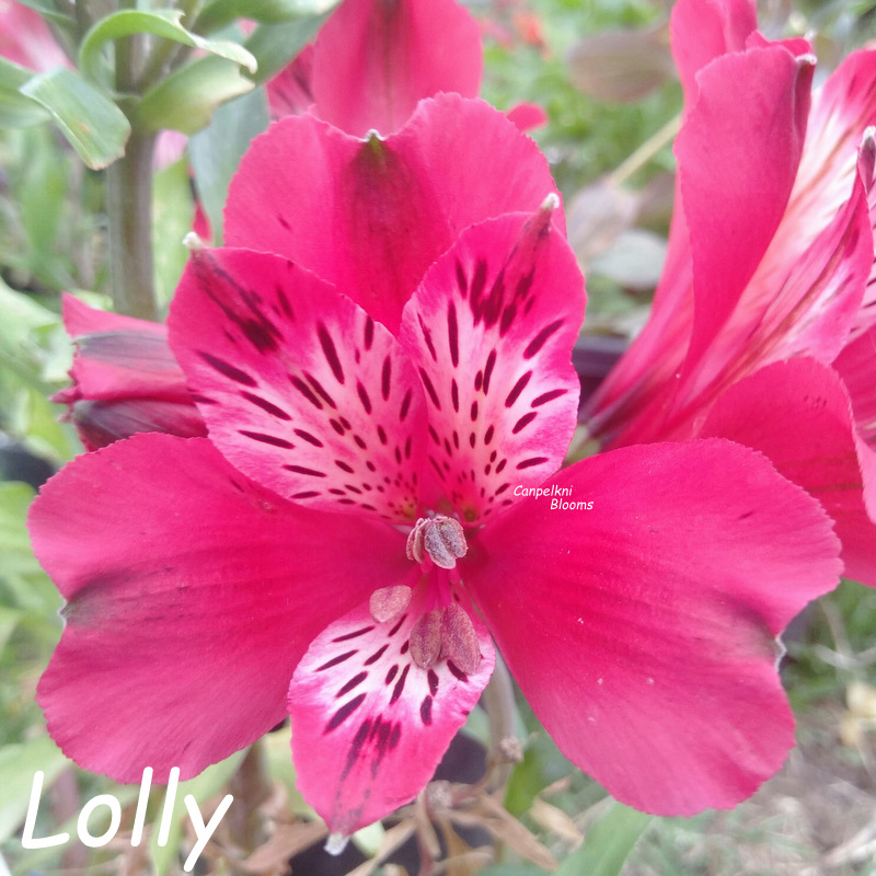 Alstroemeria Lolly