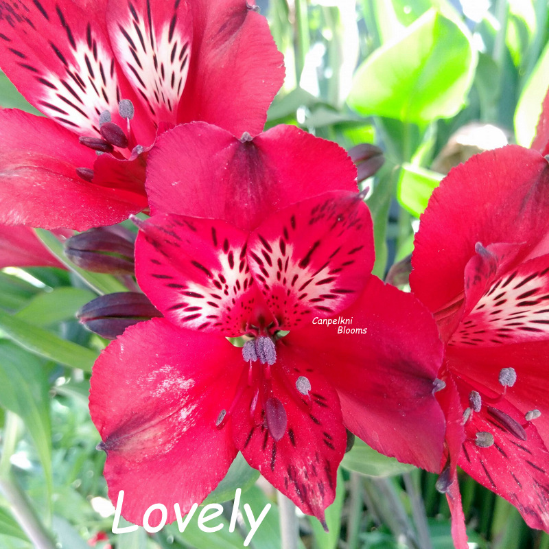 Alstroemeria Lovely